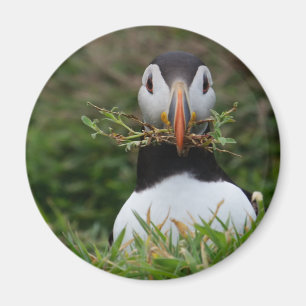Nest Builder Puffin Magneet