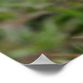 Nest Builder Puffin Poster (Hoek)