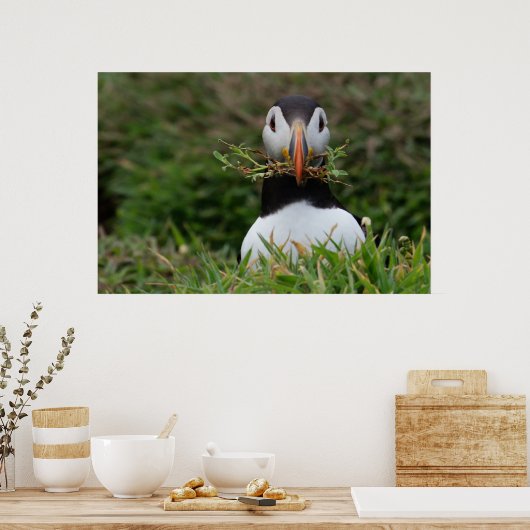 Nest Builder Puffin Poster (Keuken)