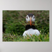 Nest Builder Puffin Poster (Voorkant)