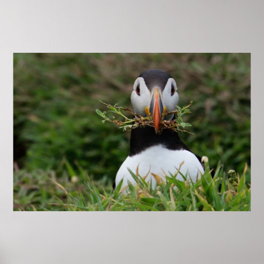 Nest Builder Puffin Poster (Voorkant)