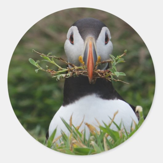 Nest Builder Puffin Ronde Sticker (Voorkant)