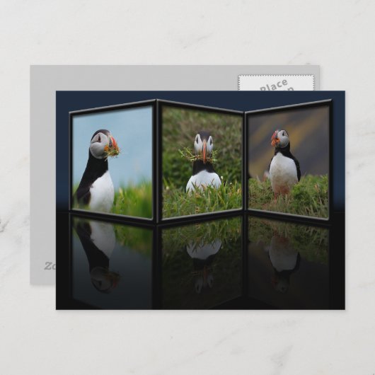 Nest Building Puffin Briefkaart (Voorkant / Achterkant)