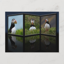 Nest Building Puffin Briefkaart