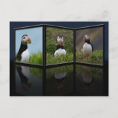 Nest Building Puffin Briefkaart (Voorkant)