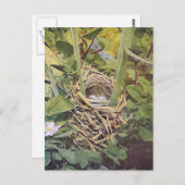 Nest of Red-Winged Blackbird Briefkaart (Voorkant / Achterkant)