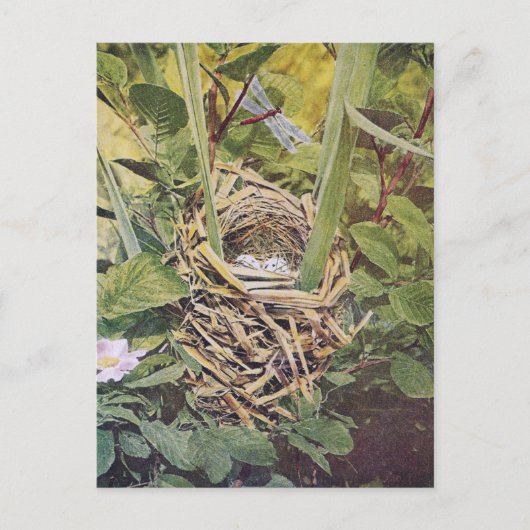 Nest of Red-Winged Blackbird Briefkaart (Voorkant)