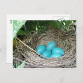 Nest of Robin Eggs Briefkaart (Voorkant / Achterkant)