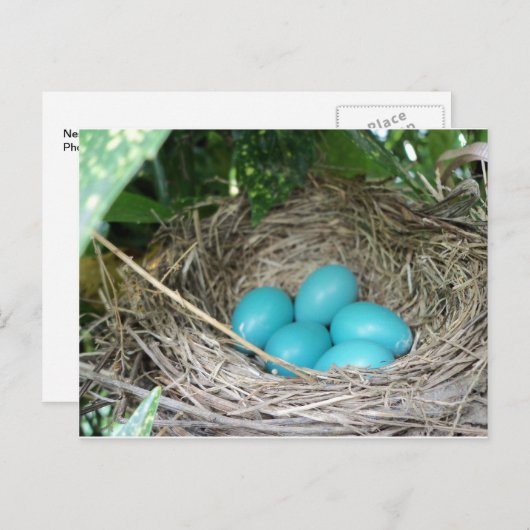 Nest of Robin Eggs Briefkaart (Voorkant / Achterkant)