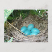 Nest of Robin Eggs Briefkaart (Voorkant)