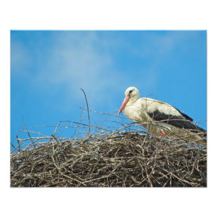 Nest Photo van Stork Foto Afdruk