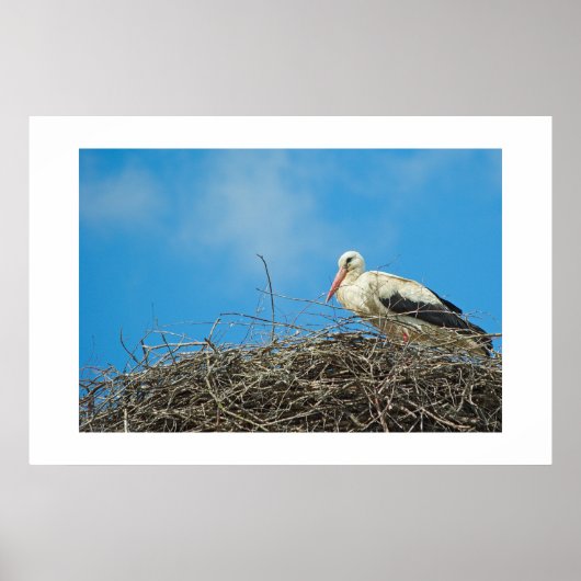 Nest van Stork Poster (Voorkant)