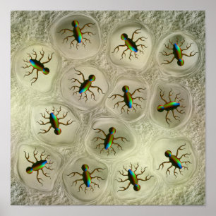 Nest van vreemde insecten poster
