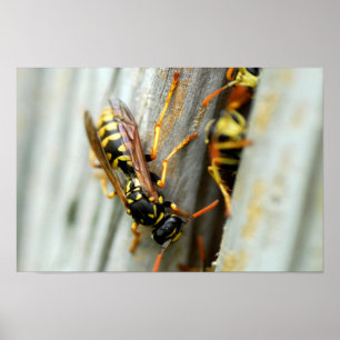 Nest van wespen poster