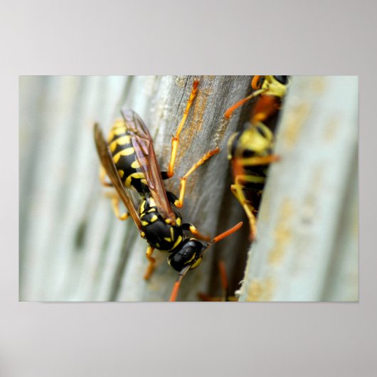 Nest van wespen poster (Voorkant)