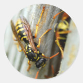 Nest van wespen ronde sticker (Voorkant)