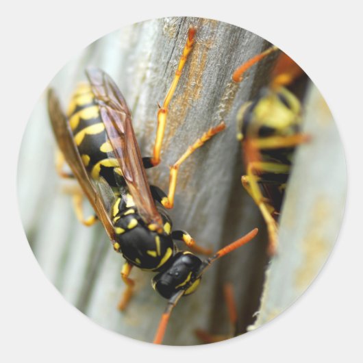Nest van wespen ronde sticker (Voorkant)