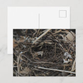 nesten briefkaart (Voorkant / Achterkant)