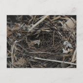 nesten briefkaart (Voorkant)