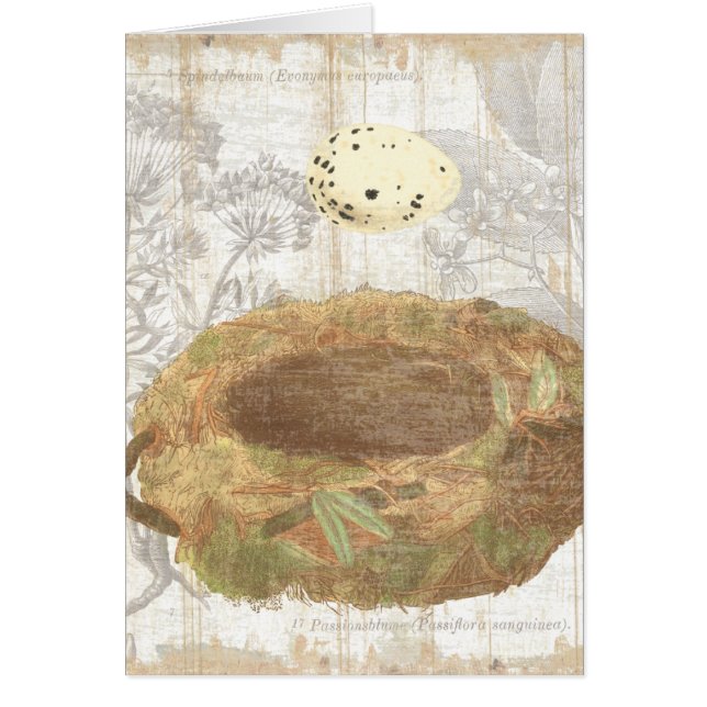 Nesten met gevlekte eieren (Voorkant)