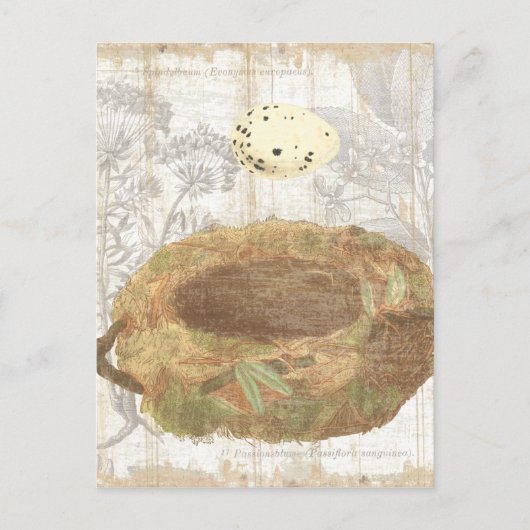 Nesten met gevlekte eieren briefkaart (Voorkant)