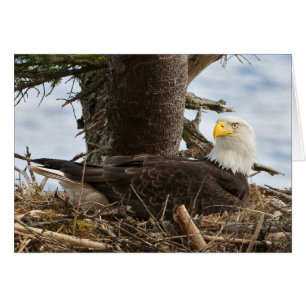 Nesting Bald Eagle