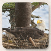 Nesting Bald Eagle Bier Onderzetter (Voorkant)