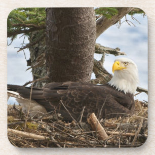 Nesting Bald Eagle Bier Onderzetter