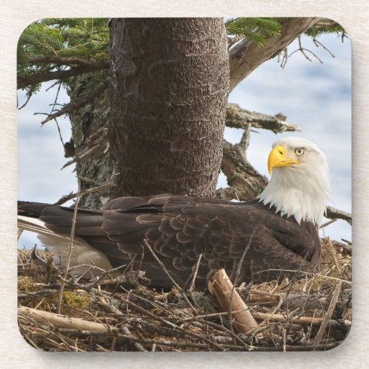 Nesting Bald Eagle Bier Onderzetter (Voorkant)