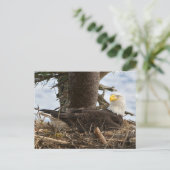 Nesting Bald Eagle Briefkaart (Staand voorkant)