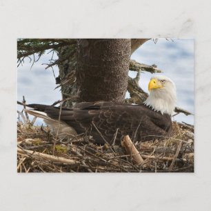 Nesting Bald Eagle Briefkaart