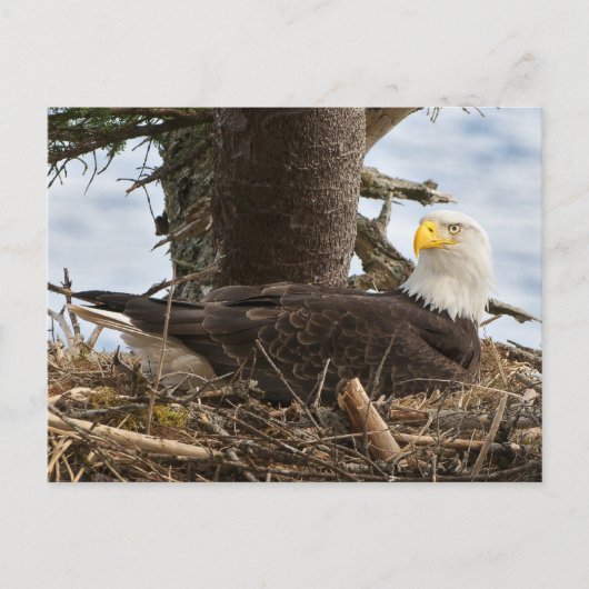 Nesting Bald Eagle Briefkaart (Voorkant)