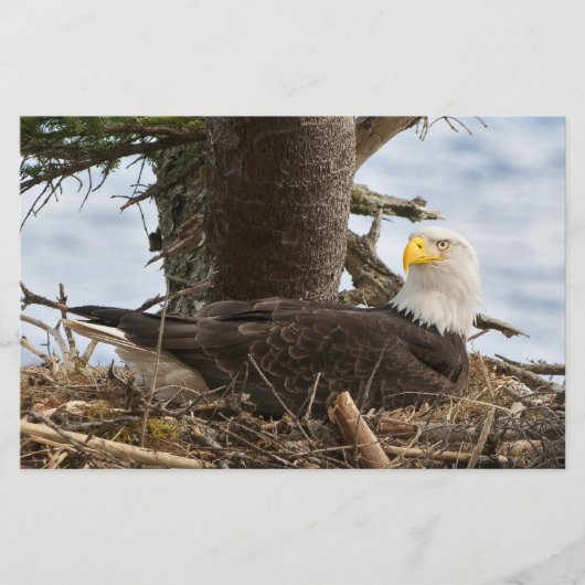 Nesting Bald Eagle Briefpapier (Voorkant)