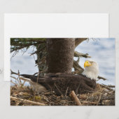 Nesting Bald Eagle Briefpapier (Voorkant / Achterkant)