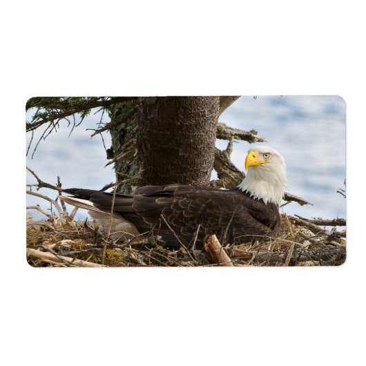 Nesting Bald Eagle Etiket (Voorkant)