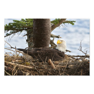 Nesting Bald Eagle Foto Afdruk