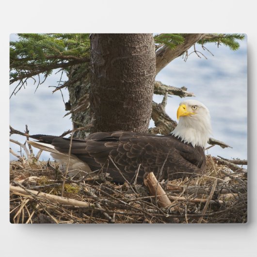Nesting Bald Eagle Fotoplaat (Voorkant)
