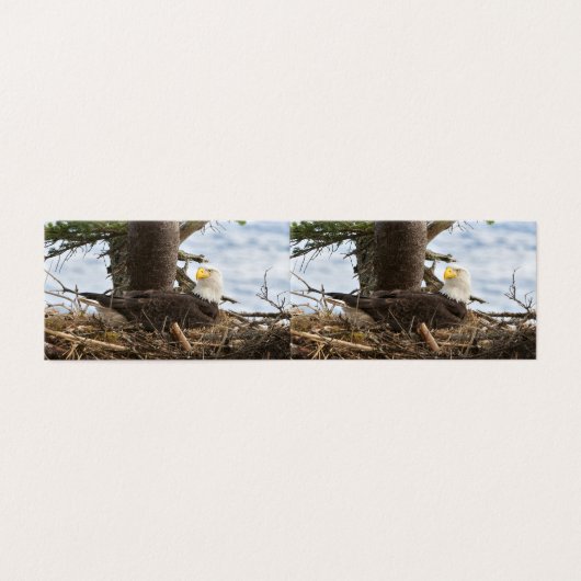 Nesting Bald Eagle Kaart (Buitenkant ongevouwen)