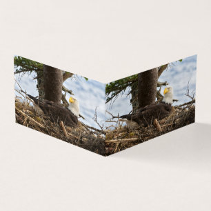 Nesting Bald Eagle Kaart