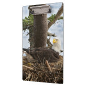 Nesting Bald Eagle Klembord (Links)