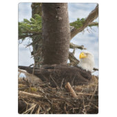 Nesting Bald Eagle Klembord (Achterkant)