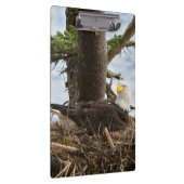 Nesting Bald Eagle Klembord (Rechts)