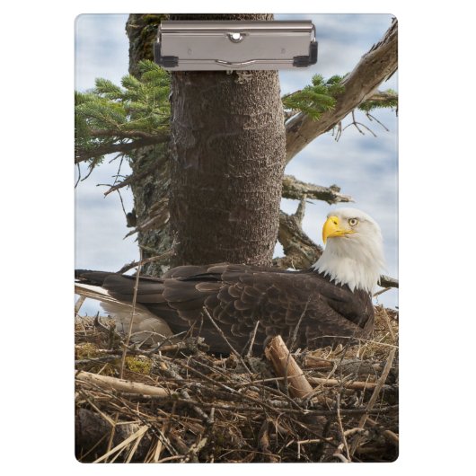 Nesting Bald Eagle Klembord (Voorkant)