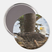 Nesting Bald Eagle Magneet (Voorkant / Achterkant)