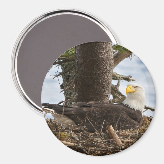 Nesting Bald Eagle Magneet (Voorkant / Achterkant)