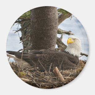 Nesting Bald Eagle Magneet