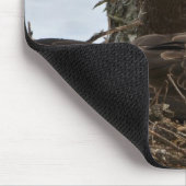 Nesting Bald Eagle Muismat (Hoek)