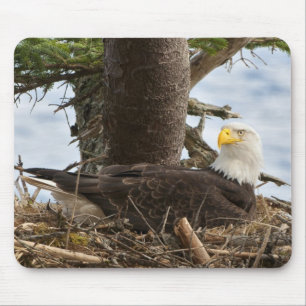 Nesting Bald Eagle Muismat