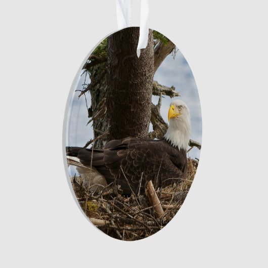 Nesting Bald Eagle Ornament (voorkant)