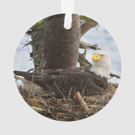 Nesting Bald Eagle Ornament (achterkant)